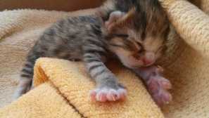 Malé spaní koťata: výběr fotografií